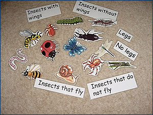 Who Can Fly, Who Lays Eggs?
