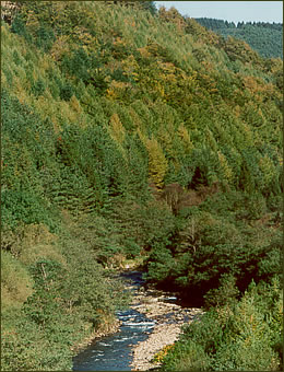 The Afan above Pontrhydyfen